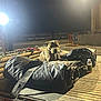 dog, night, flatbed_truck, tarps, bottle, industrial, lighting, chains, dock_sign, outdoor, animal, resting, metal, wooden_planks, transport, vehicle, cargo, quiet, worksite, security