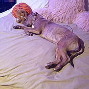 Pariyah is registered to the contest to win money with this photo: dog, bed, pillow, plush_toy, basketball, blanket, mannequin, hat, indoor, sleeping, resting, furniture, brown_dog, soft_texture, cushion, relaxation, animal, pet, floor, home