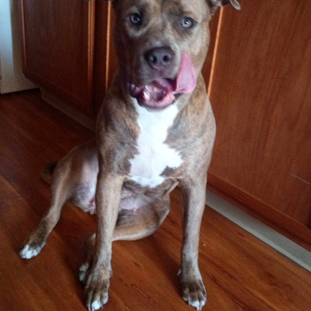 Pariyah is registered to the contest to win money with this photo: animal, brindle, brown, cabinet, canine, cute, dog, domestic, ears, flooring, fur, household, indoor, licking_lips, paw, pet, sitting, tongue, white_chest, wooden_floor