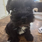 Teddy joined the competition — help win amazing prizes! puppy, dog, black_fur, white_markings, indoor, close_up, marble_surface, cute, pet, young_dog, fur, animal, small_dog, adorable, sitting, face, eyes, nose, background, blurred_background