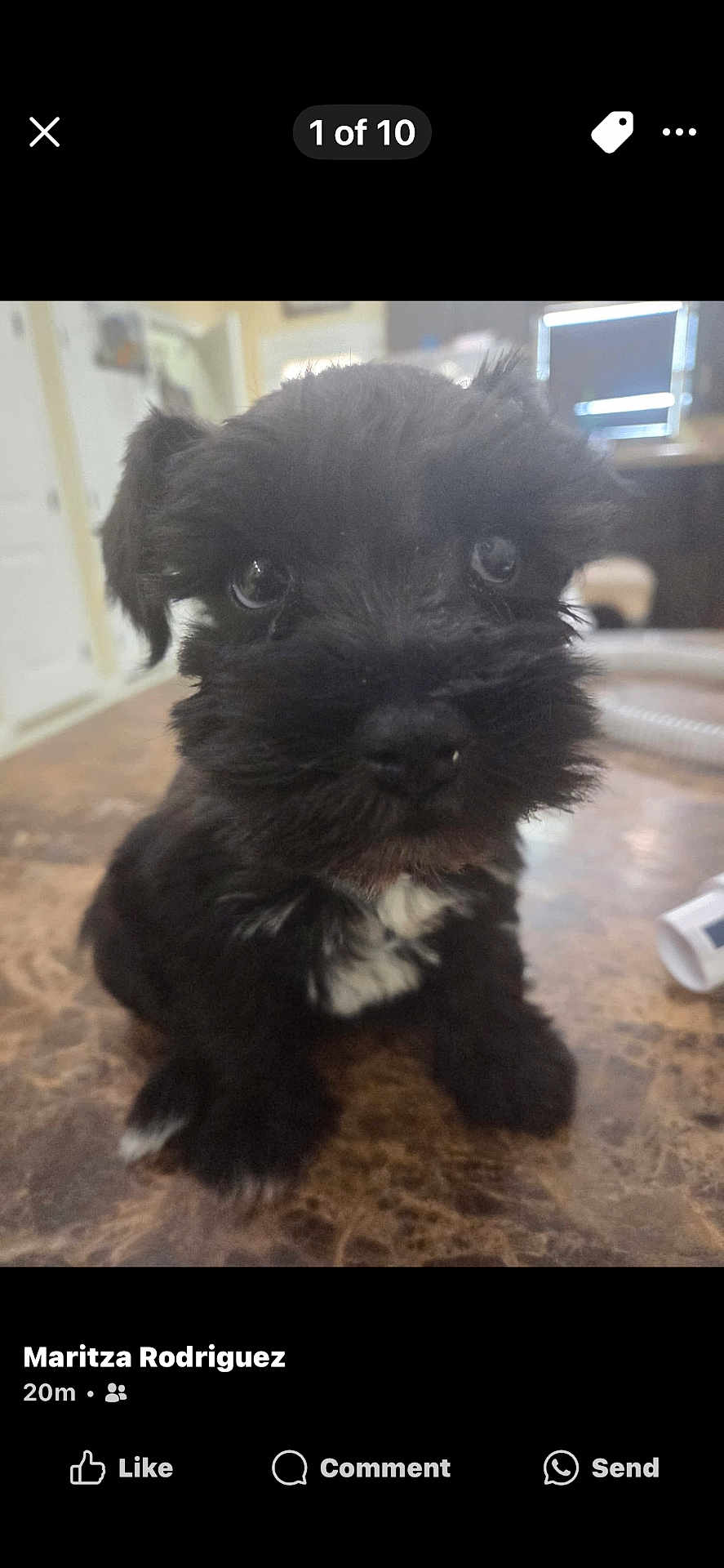Teddy joined the competition — help win amazing prizes! puppy, dog, black_fur, white_markings, indoor, close_up, marble_surface, cute, pet, young_dog, fur, animal, small_dog, adorable, sitting, face, eyes, nose, background, blurred_background