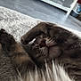 animal, carpet, cat, closeup, comfort, cozy, cute, feline, fur, home, indoor, nap, paws, pet, relaxing, resting, sleeping, soft, tabby, whiskers