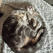 Ziggy participe au concours pour gagner de l'argent avec cette photo : animal, blanket, cat, cozy, curled_up, cute, domestic_cat, feline, fur, indoor, mammal, paw, peaceful, pet, relaxed, resting, sleeping, soft, tabby, whiskers