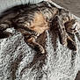 Ziggy a rejoint le concours — aidez-le/la à gagner de superbes lots ! animal, cat, cozy, cute, floor_tiles, fluffy_blanket, furry, gray_cat, home, indoor, nap, paws, peaceful, pet, relaxed, resting, sleeping, soft_texture, tabby_cat, whiskers