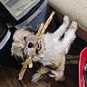 dog, small_dog, fluffy, long_hair, white_fur, brown_fur, pet, indoors, wooden_floor, stick, chewing, playing, lying_down, upside_down, tail, black_nose, open_mouth, storage_bins, red_chair, home