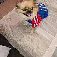 Nala is registered to the contest to win money with this photo: dog, small_dog, fluffy, long_hair, cream_fur, brown_eyes, open_mouth, smiling, tongue, sporty_outfit, red_shirt, blue_shirt, pet, animal, bed, bedding, bedroom, pillow, indoors, portrait