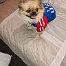 dog, small_dog, fluffy, long_hair, cream_fur, brown_eyes, open_mouth, smiling, tongue, sporty_outfit, red_shirt, blue_shirt, pet, animal, bed, bedding, bedroom, pillow, indoors, portrait