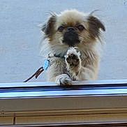 Nala is registered to the contest to win money with this photo: dog, small_dog, paw, collar, leash, outdoor, concrete, window, glass_door, pet, furry, animal, cute, looking, waiting, front_view, domestic_animal, alone, daylight, expression