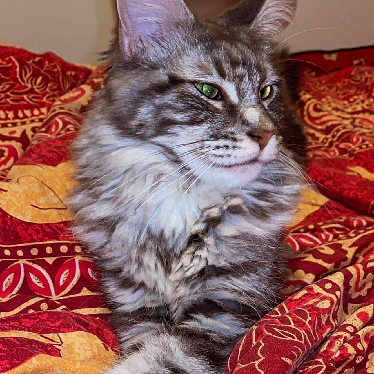 Tyia Queen participe au concours pour gagner de l'argent avec cette photo : animal, blanket, cat, close_up, cute, domestic_cat, feline, fluffy, fur, gray_cat, green_eyes, indoor, laying, patterned_blanket, pet, portrait, relaxed, resting, tabby, whiskers