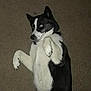 Mia is registered to the contest to win money with this photo: akita, border_collie, canaan_dog, carnivoran, dog, dog_breed, dog_breed_group, dog_like_mammal, east_siberian_laika, fur, karelian_bear_dog, mcnab, russo_european_laika, seppala_siberian_sleddog, siberian_husky, west_siberian_laika, whiskers