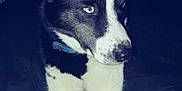 Mia is registered to the contest to win money with this photo: blue, dog, dog_breed, dog_breed_group, dog_like_mammal, font, photo_caption, siberian_husky, sky, snout, whiskers