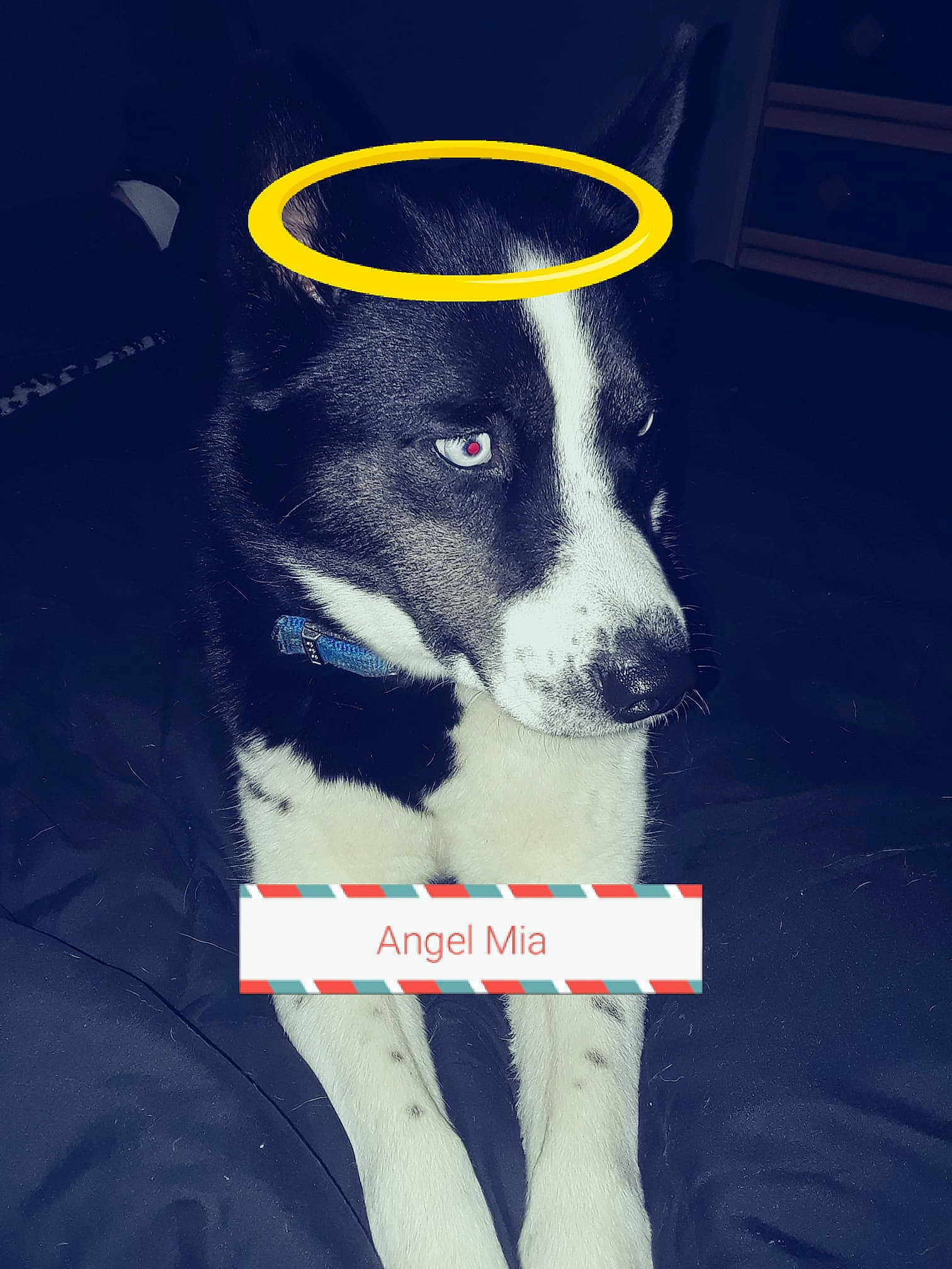 Mia