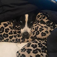 Mia joined the competition — help win amazing prizes! carnivoran, dalmatian, dog, dog_breed, dog_breed_group, dog_like_mammal, italian_greyhound, puppy, snout, whiskers