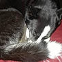 Mia is registered to the contest to win money with this photo: black, carnivoran, cat, cat_like_mammal, dog, dog_breed, dog_breed_group, dog_like_mammal, fur, nose, paw, puppy, small_to_medium_sized_cats, snout, tail, whiskers