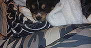 Toto joined the competition — help win amazing prizes! animal, bed, black_and_white, blanket, camouflage, clothing, comfort, cozy, cute, dog, fur, indoors, legs, pattern, puppy, resting, sleeping, small, soft, warm
