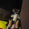Toto is registered to the contest to win money with this photo: animal, black_fur, canine, collar, cozy, cushion, cute, dog, domestic_animal, fur, indoor, lying_down, pet, puppy, relaxed, resting, sleeping, tan_fur, white_fur, young_dog