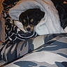 animal, black_and_white, blanket, camo, comfort, cozy, cute, dog, fur, indoor, legs, nap, pattern, pet, puppy, resting, sleeping, soft, wrapped, young