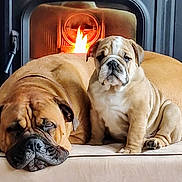 Margaret And Waldo joined the competition — help win amazing prizes! bulldog, dog, puppy, sleeping, sitting, fireplace, indoor, pet, animal, resting, cozy, brown, fur, cute, companion, mammal, domestic, face, portrait, relaxation