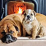 bulldog, dog, puppy, sleeping, sitting, fireplace, indoor, pet, animal, resting, cozy, brown, fur, cute, companion, mammal, domestic, face, portrait, relaxation
