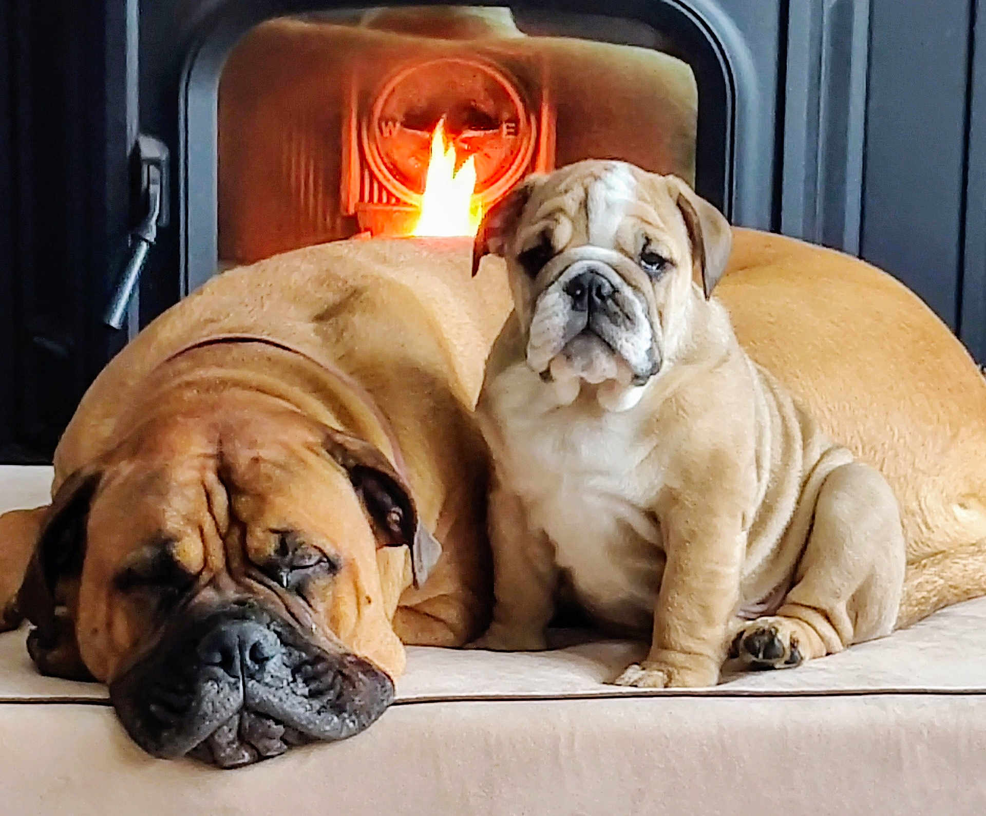 Margaret And Waldo joined the competition — help win amazing prizes! bulldog, dog, puppy, sleeping, sitting, fireplace, indoor, pet, animal, resting, cozy, brown, fur, cute, companion, mammal, domestic, face, portrait, relaxation
