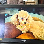 Abby is registered to the contest to win money with this photo: dog, laptop, screen, couch, living_room, pet, furry, animal, indoor, technology, photo_of_screen, brown, beige, cozy, furniture, home, relaxing, cute, companion, domestic