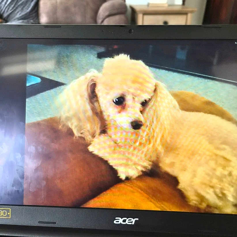 Abby is registered to the contest to win money with this photo: dog, laptop, screen, couch, living_room, pet, furry, animal, indoor, technology, photo_of_screen, brown, beige, cozy, furniture, home, relaxing, cute, companion, domestic