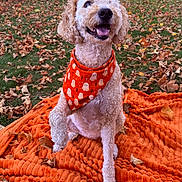 Sophie joined the competition — help win amazing prizes! dog, curly_fur, orange_bandana, autumn_leaves, blanket, outdoor, grass, fall, happy, pet, cute, smiling, canine, seasonal, nature, animal, holiday, portrait, sitting, festive