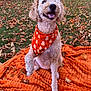 dog, curly_fur, orange_bandana, autumn_leaves, blanket, outdoor, grass, fall, happy, pet, cute, smiling, canine, seasonal, nature, animal, holiday, portrait, sitting, festive