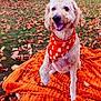Sophie is registered to the contest to win money with this photo: dog, curly_hair, orange_bandana, autumn_leaves, blanket, outdoor, grass, fall, happy, pet, canine, smiling, seasonal, nature, cute, animal, park, sitting, playful, festive