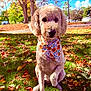 Sophie joined the competition — help win amazing prizes! dog, curly_fur, bandana, autumn, leaves, grass, outdoor, tree, sunny, blue_sky, pet, animal, cute, portrait, sitting, nature, fall, daytime, canine, floral_pattern