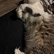 Pookie joined the competition — help win amazing prizes! bedding, blanket, cat, close_up, cozy, ear, fluffy_cat, indoor, long_fur, paw, pet, portrait, relaxation, resting, sleeping, soft_texture, tabby_pattern, whiskers, white_fur, wood_floor
