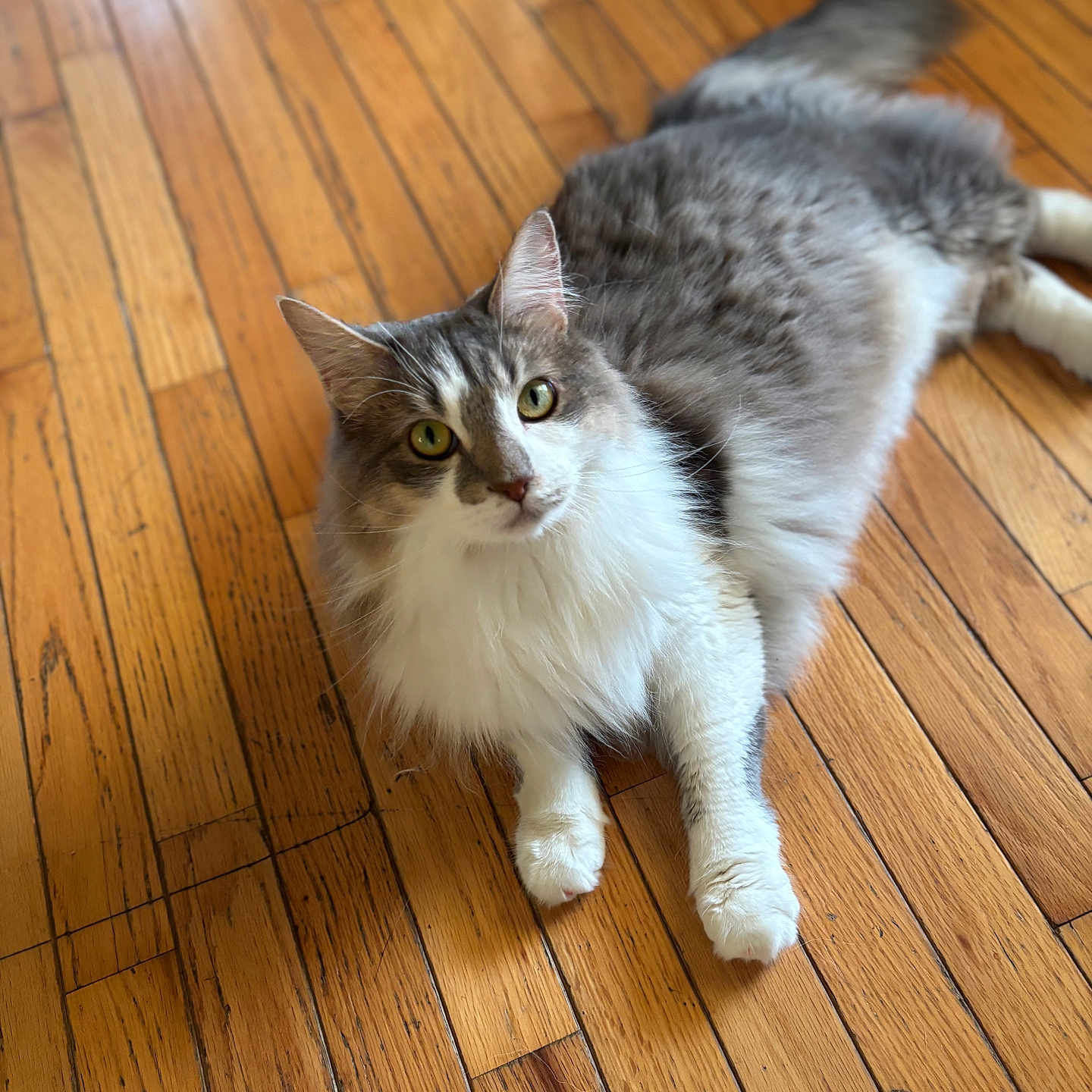 Pookie joined the competition — help win amazing prizes! cat, domestic_cat, feline, fluffy, green_eyes, hardwood_floor, home_interior, household, indoor, long_haired, looking_at_camera, lying_down, paws, pet, portrait, relaxed, soft_fur, sunlight, whiskers, wooden_floor