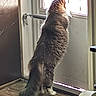 Pookie is registered to the contest to win money with this photo: back_view, cat, curious, domestic_animal, door, door_hardware, feline, gaze, household, indoor, long_fur, looking_out, paws, pet, standing_on_hind_legs, sunlight, tail, whiskers, window, wooden_floor