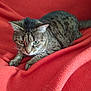 abyssinian, animal, armchair, blanket, cat, chair, couch, cushion, furniture, homedecor, kitten, linen, manx, pet, quilt, siamese, velvet