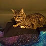 cat, tabby, indoor, animal, pet, feline, fur, resting, blanket, pattern, colorful, curious, cozy, comfortable, mammal, whiskers, ears, eyes, paws, lying_down
