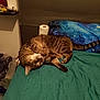 Neko participe au concours pour gagner de l'argent avec cette photo : cat, tabby, bed, blanket, quilt, paper_towel, indoor, furniture, curious, pet, animal, striped, cozy, resting, fur, whiskers, tail, head, cute, domestic