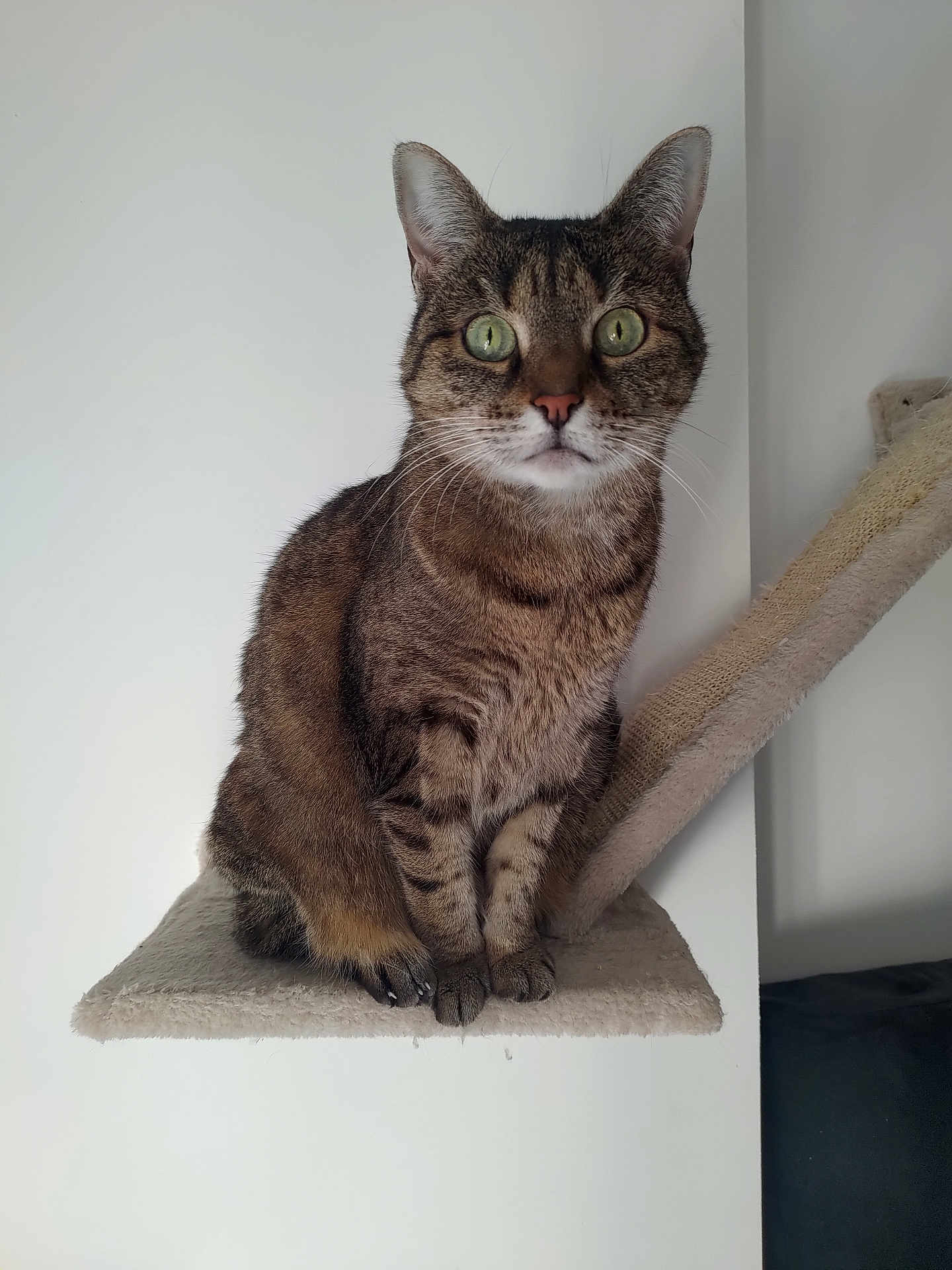 Neko a rejoint le concours — aidez-le/la à gagner de superbes lots ! abyssinian, angora, animal, cat, egyptiancat, kitten, manx, pet, shelf