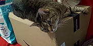 Neko participe au concours pour gagner de l'argent avec cette photo : abyssinian, animal, architecture, box, building, cardboard, carton, cat, couch, cushion, furniture, homedecor, indoors, kitten, livingroom, manx, person, pet, room, sleeping