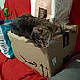 abyssinian, animal, architecture, box, building, cardboard, carton, cat, couch, cushion, furniture, homedecor, indoors, kitten, livingroom, manx, person, pet, room, sleeping
