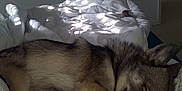 Stitch participe au concours pour gagner de l'argent avec cette photo : dog, sleeping, bed, blanket, comforter, indoor, resting, fur, canine, paw, cozy, quiet, room, light, shadow, relaxation, nap, domestic_animal, pet, peaceful