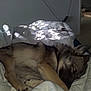 dog, sleeping, bed, blanket, comforter, indoor, resting, fur, canine, paw, cozy, quiet, room, light, shadow, relaxation, nap, domestic_animal, pet, peaceful