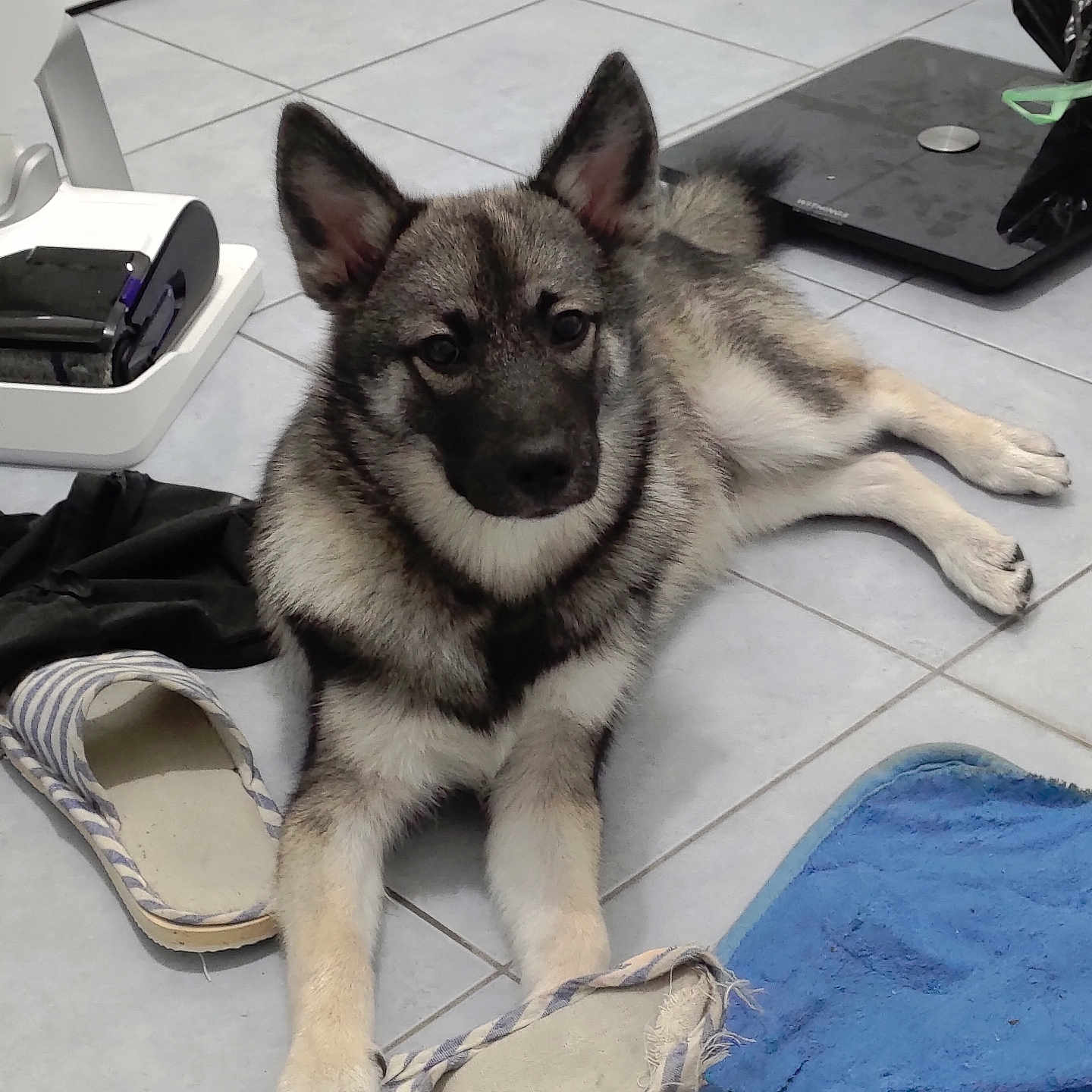 Stitch a rejoint le concours — aidez-le/la à gagner de superbes lots ! black, blue, calm, content, dog, domestic, ears, floor, fur, gray, household, indoor, paw, pet, resting, slippers, striped, tile, towel, white