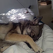 Stitch participe au concours pour gagner de l'argent avec cette photo : animal, bed, blanket, canine, closeup, comfort, cozy, dog, domestic, fur, indoor, napping, paw, peaceful, pet, quiet, relaxing, resting, sleeping, soft