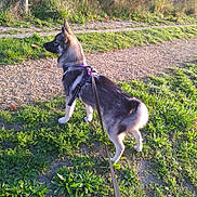 Stitch a rejoint le concours — aidez-le/la à gagner de superbes lots ! dog, canine, leash, harness, grass, path, outdoor, nature, greenery, sunlight, pet, animal, walking, summer, daytime, fur, ears, tail, alert, side_view