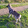 dog, canine, leash, harness, grass, path, outdoor, nature, greenery, sunlight, pet, animal, walking, summer, daytime, fur, ears, tail, alert, side_view