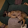 dog, sleeping, couch, blanket, paw, box, indoor, fur, resting, pet, cozy, furniture, animal, relaxing, home, canine, napping, toy, comfort, domestic