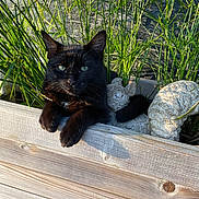 Bandit a rejoint le concours — aidez-le/la à gagner de superbes lots ! black_cat, cat, green_eyes, wooden_planter, stone_statue, squirrel_statue, plants, outdoor, sunlight, pet, animal, feline, nature, relaxing, garden, close_up, wood_texture, greenery, daylight, shadows