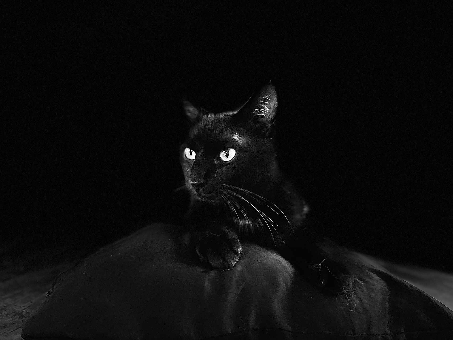 Bandit
