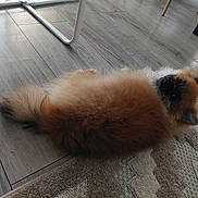 Aÿko participe au concours pour gagner de l'argent avec cette photo : black, brown, carpet, cozy, curious, dog, domestic_animal, ears, floor, fluffy, fur, indoor, looking, lying_down, pet, relaxed, side_view, small_dog, white, wooden_floor