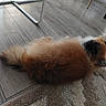 black, brown, carpet, cozy, curious, dog, domestic_animal, ears, floor, fluffy, fur, indoor, looking, lying_down, pet, relaxed, side_view, small_dog, white, wooden_floor